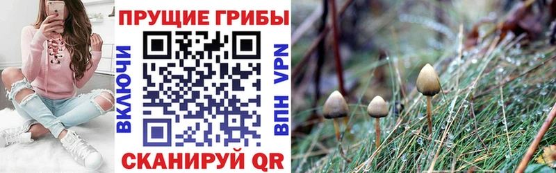 Псилоцибиновые грибы Cubensis  Сурск 